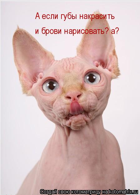 Котоматрица: А если губы накрасить  и брови нарисовать? а?