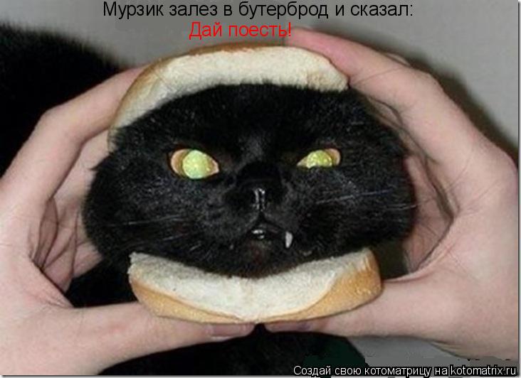 Котоматрица: Мурзик залез в бутерброд и сказал: Дай поесть!