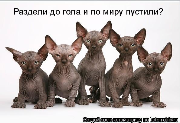 Котоматрица: Раздели до гола и по миру пустили?