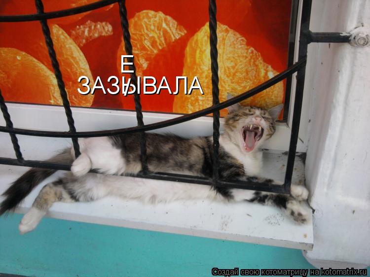 Котоматрица: ЗАЗЫВАЛА / Е