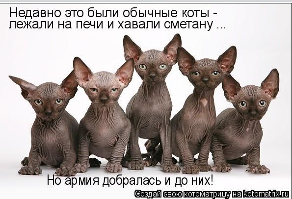 Котоматрица: Недавно это были обычные коты - лежали на печи и хавали сметану ... Но армия добралась и до них!