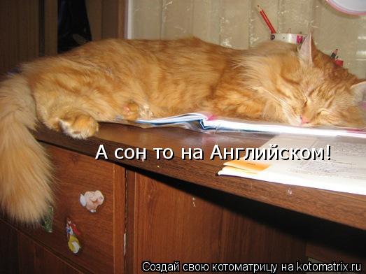 Котоматрица: А сон то на Английском!