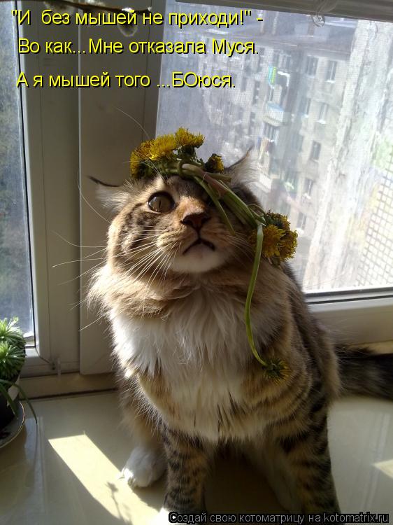 "И без мышей не приходи!" - Во как...Мне отказала Муся. А я мышей того ...БОюся.... Котоматрица: "И без мышей не приходи!" - Во как...Мне отказала Муся. А я мышей того ...БОюся.