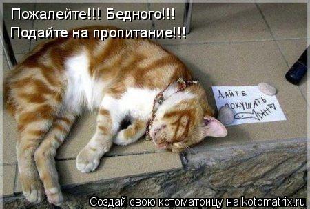 Котоматрица: Пожалейте!!! Бедного!!! Подайте на пропитание!!!