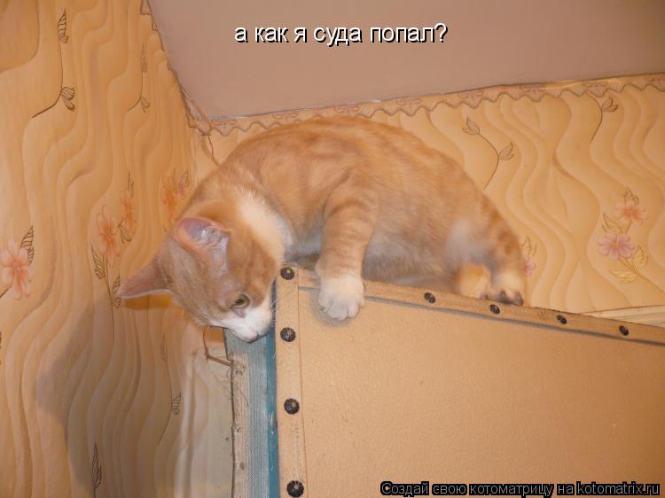 Котоматрица: а как я суда попал?
