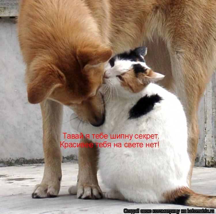 Котоматрица: Тавай я тебе шипну секрет , Красивее тебя на свете нет!