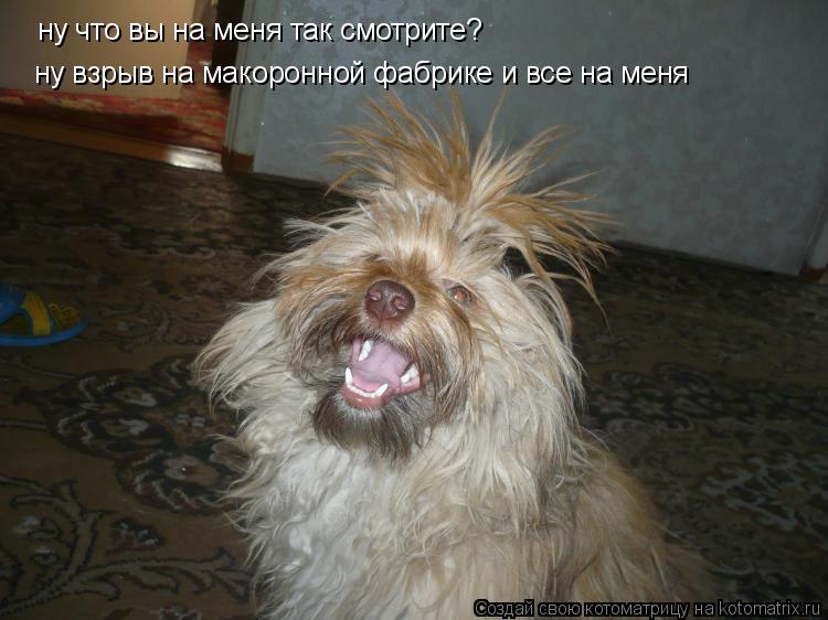 Котоматрица: ну что вы на меня так смотрите? ну взрыв на макоронной фабрике и все на меня