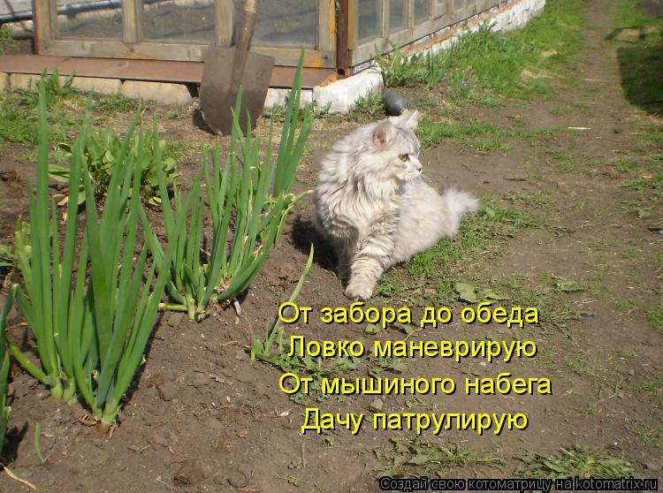 От забора до обеда Ловко маневрирую От мышиного набега Дачу патрулирую... Котоматрица: От забора до обеда Ловко маневрирую От мышиного набега Дачу патрулирую