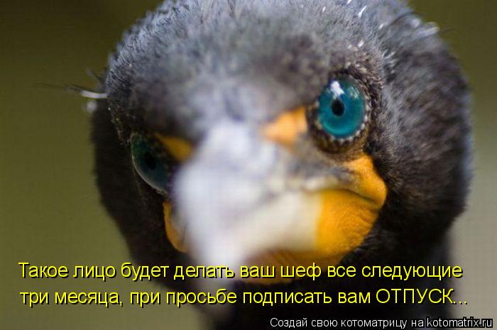 Такое лицо будет делать ваш шеф все следующие три месяца, при просьбе подписать вам ОТПУСК...... Котоматрица: Такое лицо будет делать ваш шеф все следующие три месяца, при просьбе подписать вам ОТПУСК...