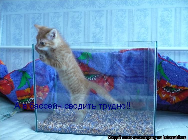 А в бассейн сводить трудно!!... Котоматрица: А в бассейн сводить трудно!!