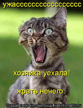 ужассссссссссссссссс хозяйка уехала! жрать нечего.... Котоматрица: ужассссссссссссссссс хозяйка уехала! жрать нечего.