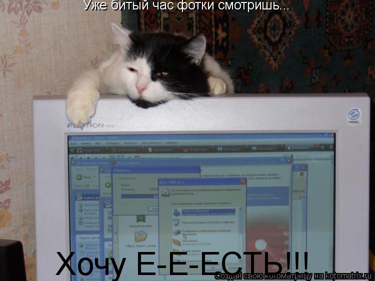 Уже битый час фотки смотришь... Хочу Е-Е-ЕСТЬ!!!... Котоматрица: Уже битый час фотки смотришь... Хочу Е-Е-ЕСТЬ!!!