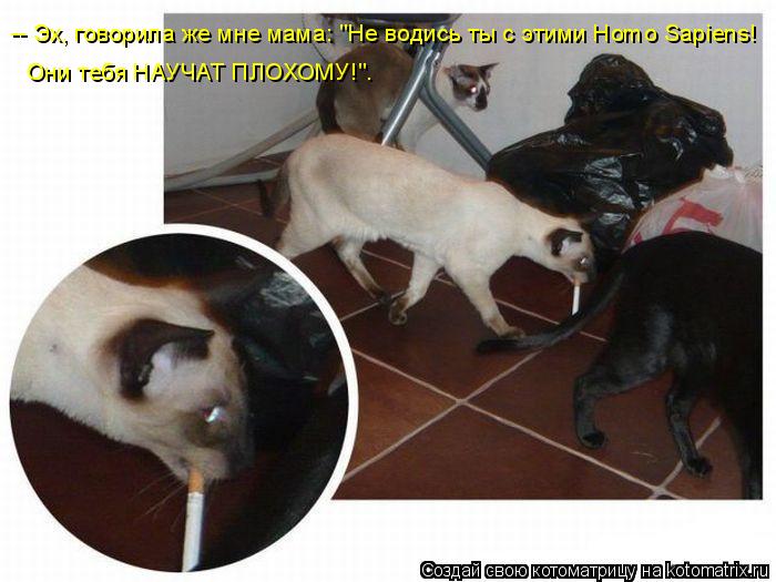 -- Эх, говорила же мне мама: "Не водись ты с этими Homo Sapiens! Они тебя НАУЧАТ ПЛОХОМУ!".... Котоматрица: -- Эх, говорила же мне мама: "Не водись ты с этими Homo Sapiens! Они тебя НАУЧАТ ПЛОХОМУ!".
