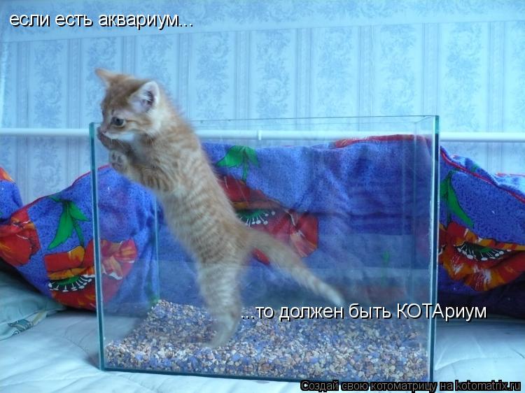 если есть аквариум... ...то должен быть КОТАриум... Котоматрица: если есть аквариум... ...то должен быть КОТАриум