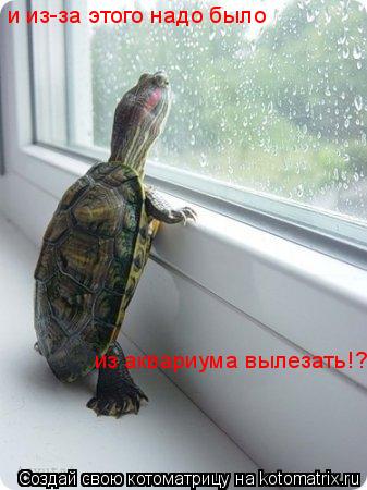 и из-за этого надо было из аквариума вылезать!?... Котоматрица: и из-за этого надо было из аквариума вылезать!?