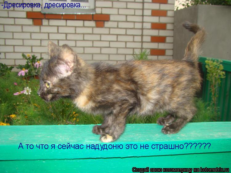 -Дресировка, дресировка... А то что я сейчас надудоню это не страшно??????... Котоматрица: -Дресировка, дресировка... А то что я сейчас надудоню это не страшно??????