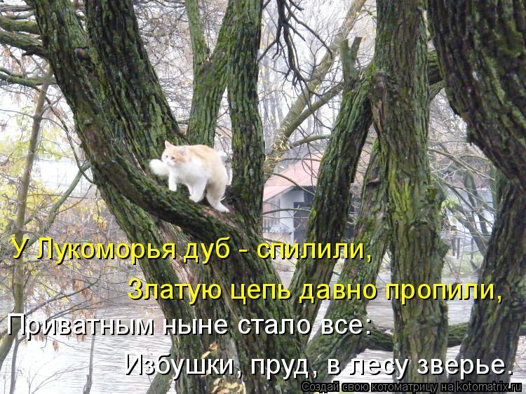 Приватным ныне стало все: Избушки, пруд, в лесу зверье. У Лукоморья дуб - спилили, Златую цепь давно ... Котоматрица: Приватным ныне стало все: Избушки, пруд, в лесу зверье. У Лукоморья дуб - спилили, Златую цепь давно пропили,