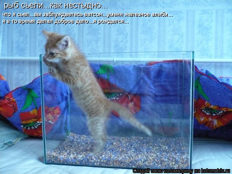 рыб сьели...как нестыдно... рыб сьели...как нестыдно... что я сьел...вы заблуждаетесь ватсон...уменя ... Котоматрица: рыб сьели...как нестыдно... рыб сьели...как нестыдно... что я сьел...вы заблуждаетесь ватсон...уменя железное алиби... я в то время делал доброе де