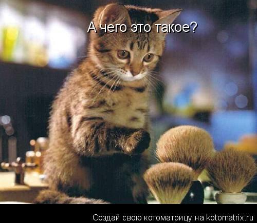 А чего это такое?... Котоматрица: А чего это такое?