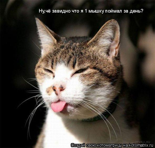 Ну,чё завидно что я 1 мышку поймал за день?... Котоматрица: Ну,чё завидно что я 1 мышку поймал за день?