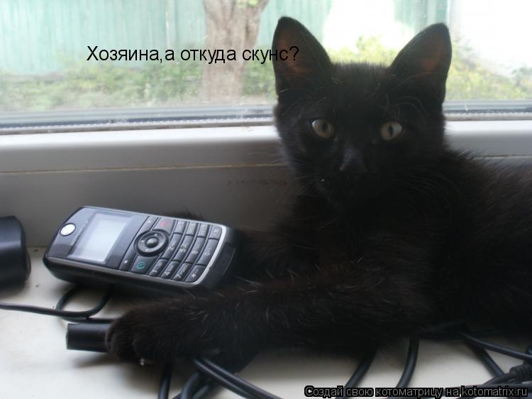 Хозяина,а откуда скунс?... Котоматрица: Хозяина,а откуда скунс?