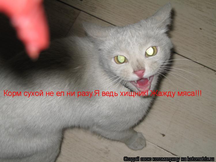 Корм сухой не ел ни разу.Я ведь хищник! Жажду мяса!!!... Котоматрица: Корм сухой не ел ни разу.Я ведь хищник! Жажду мяса!!!