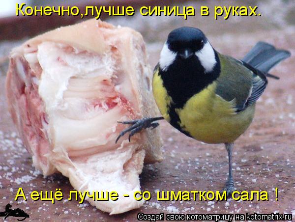 Конечно,лучше синица в руках. А ещё лучше - со шматком сала !... Котоматрица: Конечно,лучше синица в руках. А ещё лучше - со шматком сала !