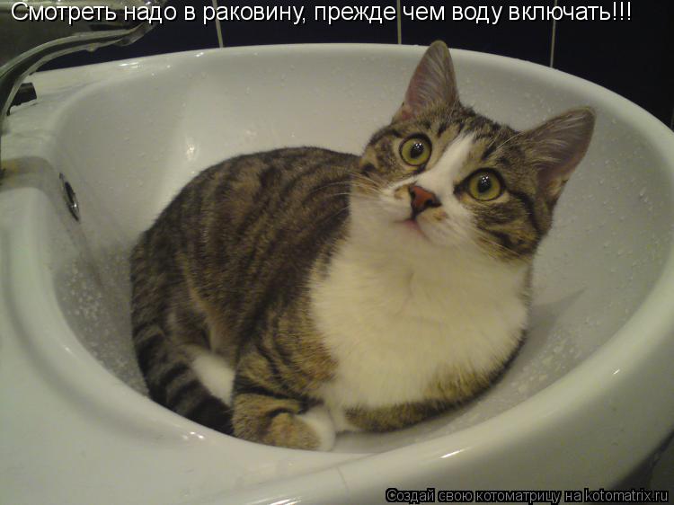 Смотреть надо в раковину, прежде чем воду включать!!!... Котоматрица: Смотреть надо в раковину, прежде чем воду включать!!!