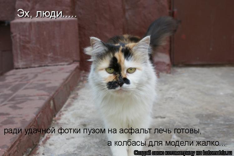 Эх, люди..... а колбасы для модели жалко... ради удачной фотки пузом на асфальт лечь готовы,... Котоматрица: Эх, люди..... а колбасы для модели жалко... ради удачной фотки пузом на асфальт лечь готовы,