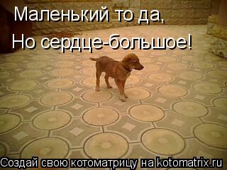 Маленький то да, Но сердце-большое!... Котоматрица: Маленький то да, Но сердце-большое!