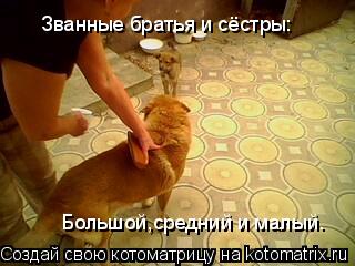 Званные братья и сёстры: Большой,средний и малый.... Котоматрица: Званные братья и сёстры: Большой,средний и малый.