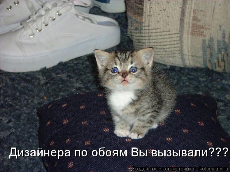 Дизайнера по обоям Вы вызывали???... Котоматрица: Дизайнера по обоям Вы вызывали???