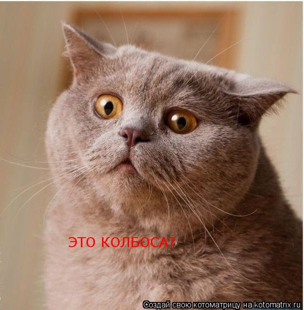 ЭТО КОЛБОСА?... Котоматрица: ЭТО КОЛБОСА?
