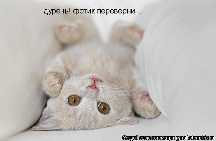 дурень! фотик переверни...... Котоматрица: дурень! фотик переверни...