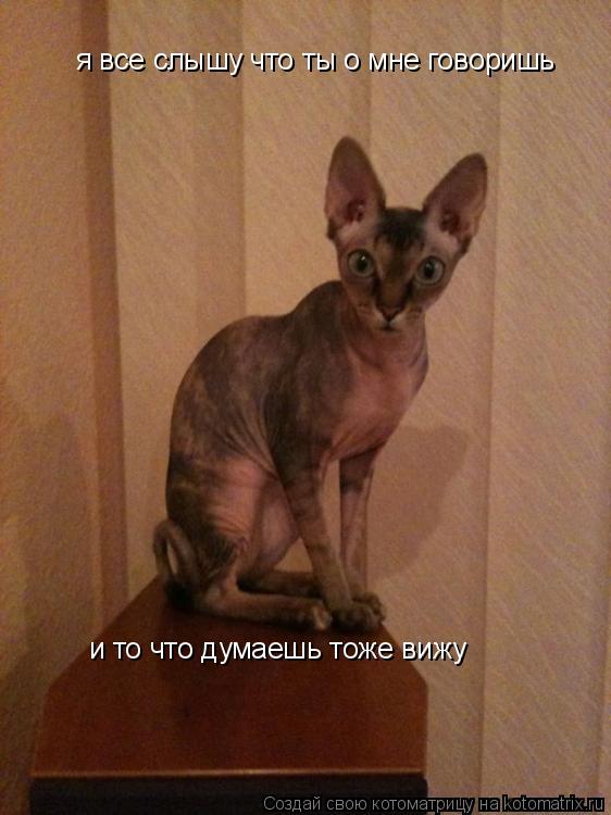 я все слышу что ты о мне говоришь и то что думаешь тоже вижу... Котоматрица: я все слышу что ты о мне говоришь и то что думаешь тоже вижу