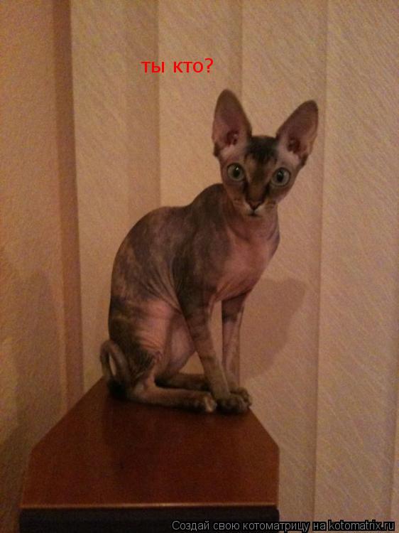 Котоматрица: ты кто?