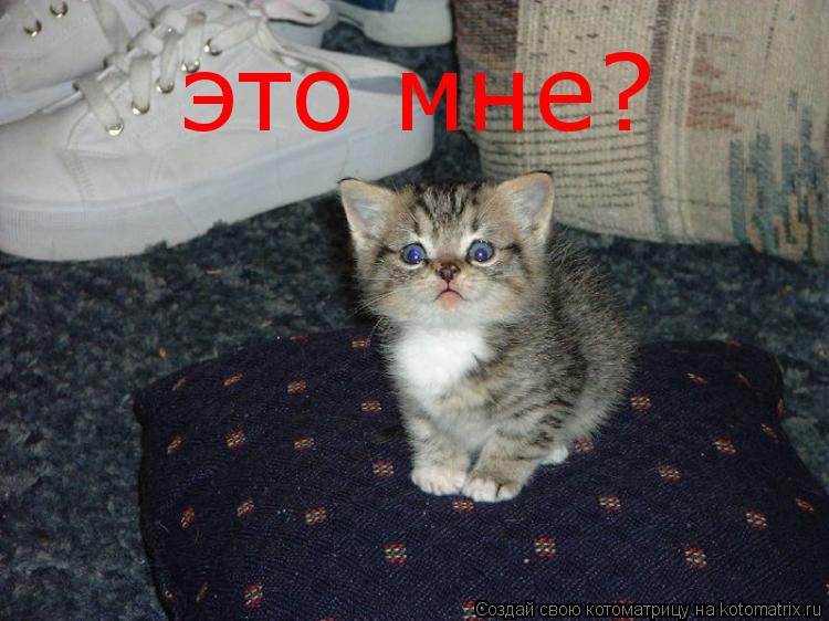 Котоматрица: это мне?