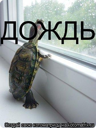 Котоматрица: ДОЖДЬ