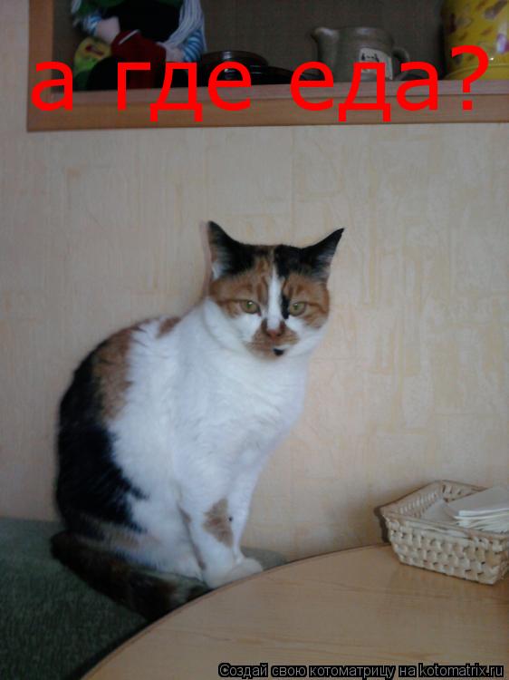 Котоматрица: а где еда?