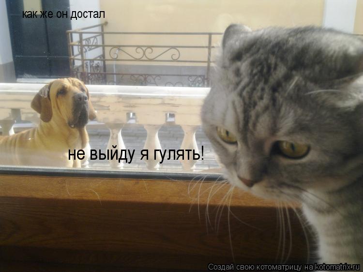 Котоматрица: как же он достал не выйду я гулять!