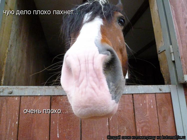 Котоматрица: чую дело плохо пахнет... очень плохо...