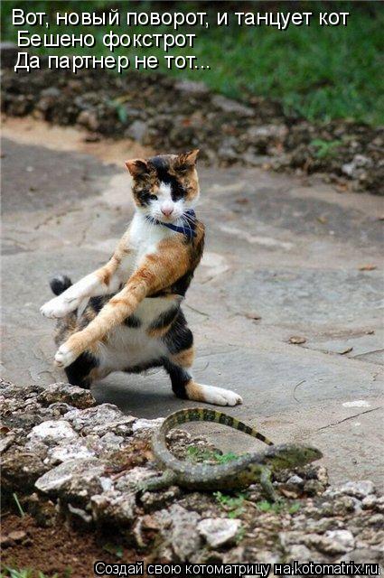 Котоматрица: Бешено фокстрот Да партнер не тот... Вот, новый поворот, и танцует кот