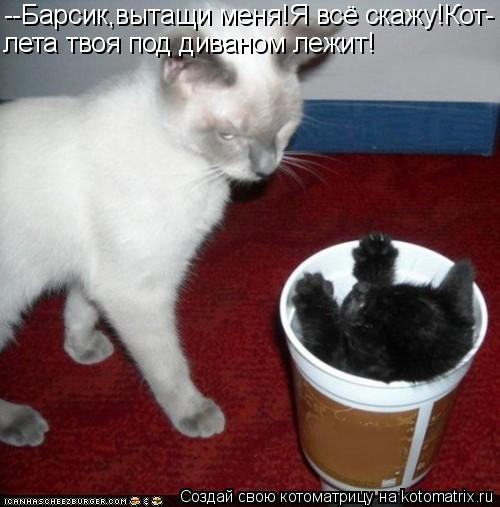Котоматрица: --Барсик,вытащи меня!Я всё скажу!Кот- лета твоя под диваном лежит!
