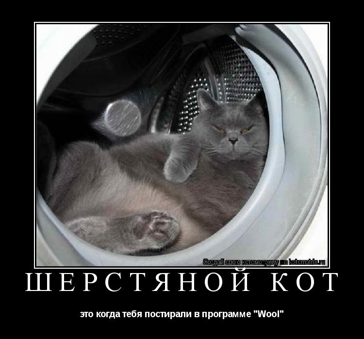 Котоматрица: Шерстяной кот  это когда тебя постирали в программе "Wool"