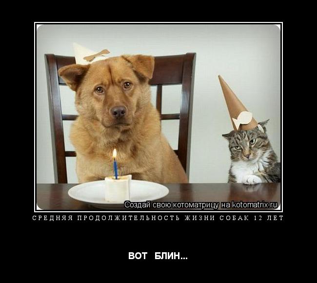 Средняя продолжительность жизни собак 12 лет ВОТ БЛИН...... Котоматрица: Средняя продолжительность жизни собак 12 лет ВОТ БЛИН...