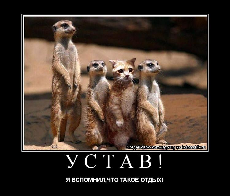УСТАВ! Я ВСПОМНИЛ,ЧТО ТАКОЕ ОТДЫХ!... Котоматрица: УСТАВ! Я ВСПОМНИЛ,ЧТО ТАКОЕ ОТДЫХ!