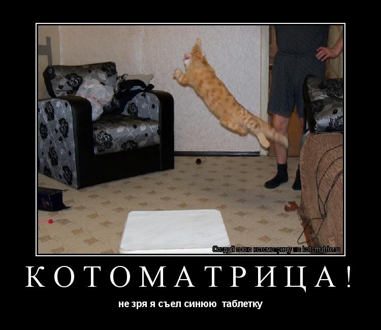 Котоматрица: КОТОМАТРИЦА! не зря я съел синюю  таблетку