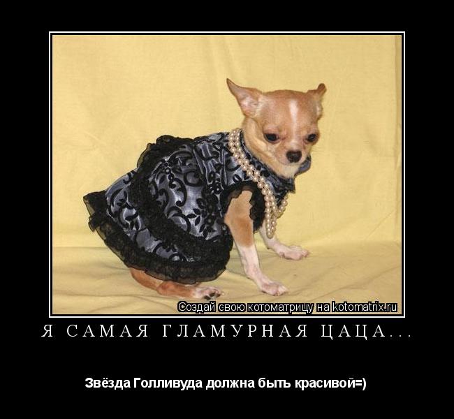 Котоматрица: Я самая гламурная Цаца... Звёзда Голливуда должна быть красивой=)
