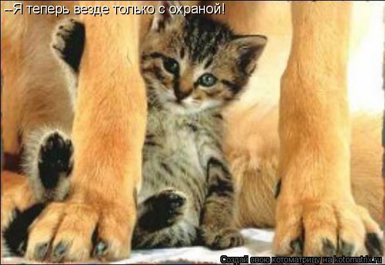 Котоматрица: --Я теперь везде только с охраной!