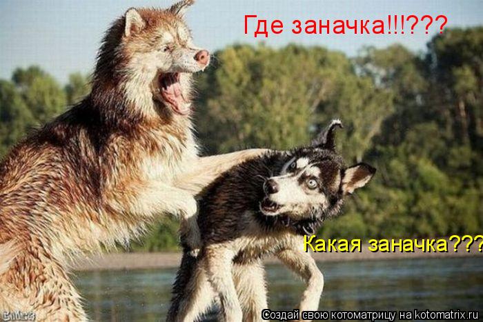 Где заначка!!!??? Какая заначка???... Котоматрица: Где заначка!!!??? Какая заначка???